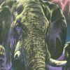 T-shirt marque HABITAT, motif éléphants