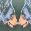T-shirt marque HABITAT, motif ours