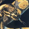T-shirt marque HABITAT, motif python
